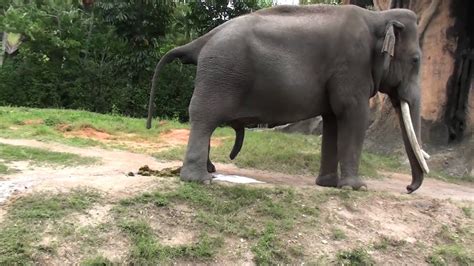 Elephant Tube amateur pov public brunette. . Elephanttube porn